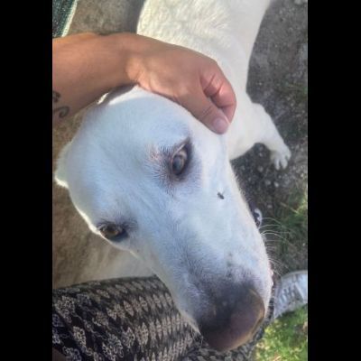 CAGNOLINO CERCA CASA: HOTSPOT GIOIOSO E SOCIEVOLE - Foto 2