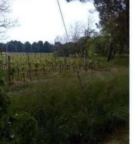 Immobile in asta di 50060 m² in vendita a Caneva - Foto 6