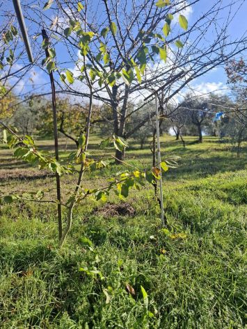 TERRENO AGRICOLO IN VENDITA Palombara Sabina (RM) - - Foto 4