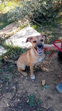 GIGIA E BEAU, 3 MESI (01/07/26), TAGLIA MEDIA, TROVATI IN CAMPAGNA, CERCANO CASA - Foto 3