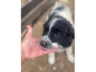 Zorro cucciolo