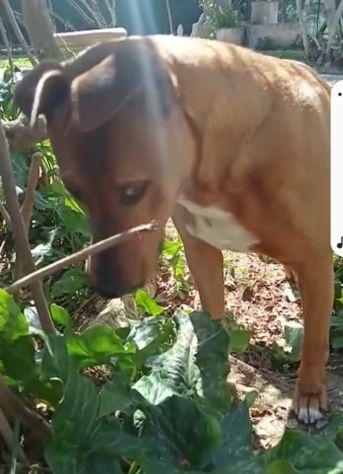 Ciro mix Pitbull 6anni e 1/2 aspetta da sempre 1casa. LIVORNO - Foto 7