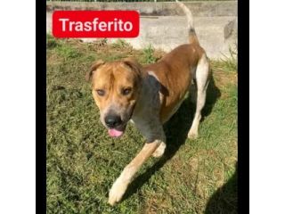 CASPER ALLERGRO E SOCIEVOLE; CANE IN ADOZIONE