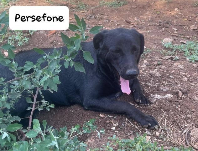 Persefone simil labrador - Foto 6
