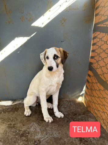 Cucciole in adozione - Foto 7