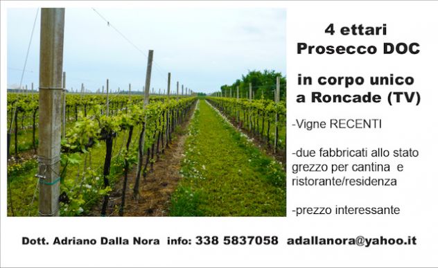 VIGNETI DI PROSECCO IN VENDITA - Foto 3