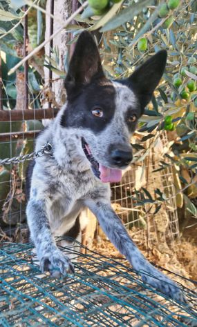 MILLY una bella cagnolina mix husky in adozione è ancora qui e cerca casa - Foto 9