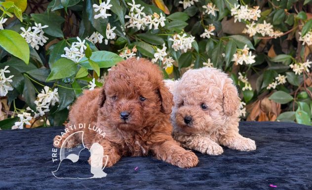Cuccioli Barboncino Toy – Genitori Testati e Campioni - Foto 3