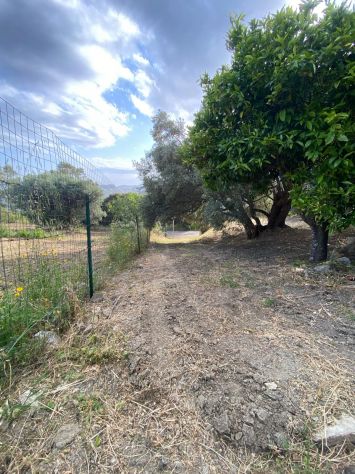 VENDESI – PLACANICA – CONTRADA SANTA DOMENICA - Foto 7