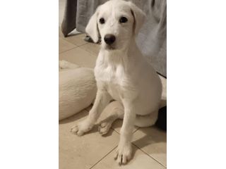 Cocca simil Labrador sui 4mesi URGENTEEEE CASA CAGLIARI