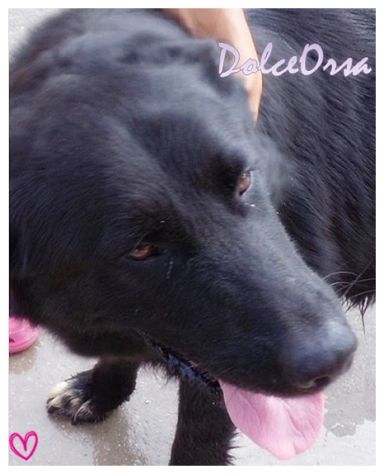 DOLCE ORSA, fantastica mix terranova - Foto 4