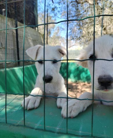 Fagiolino e Pisellino cuccioli simil labrador - Foto 2