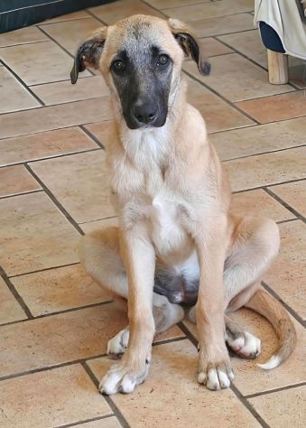 MOLLY, 8 MESI E MEZZO (13/01/26), ABBANDONATA SENZA RICHIESTE!! - Foto 3