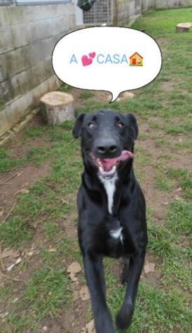 CANE IN ADOZIONE: AARON - Foto 9