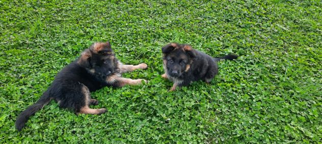 Cuccioli pastore tedesco pelo lungo - Foto 3