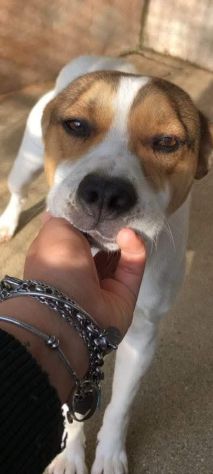 CAIO, cerca salvezza dal canile, cane in adozione tg medio piccola - Foto 7
