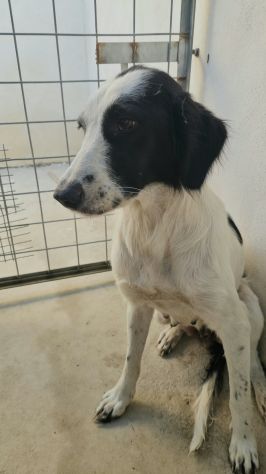 Guendalina: 2 anni taglia contenuta, socievole - Foto 3
