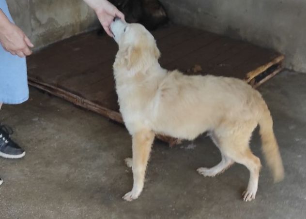CUCCIOLO IN ADOZIONE: DUCCIO - Foto 2