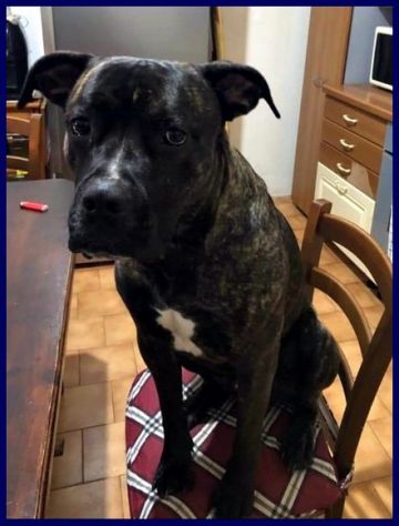 TYSON 3anni bravo mix pit-amstaff rimasto solo! - Foto 2