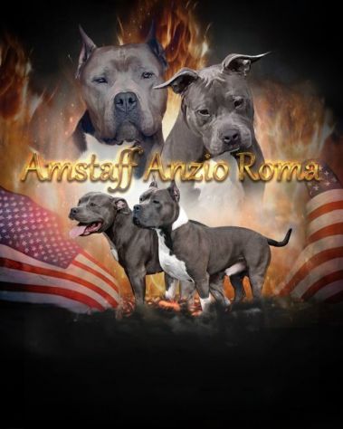 Amstaff cuccioli Blu con Pedigree ENCI - Foto 5