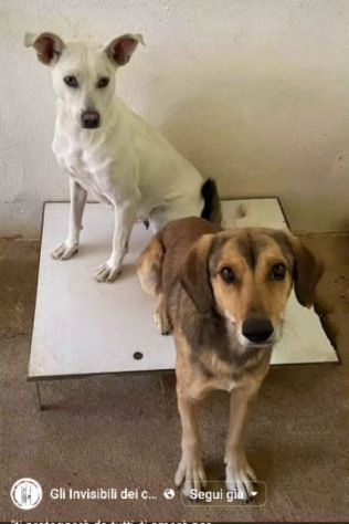 UBALDA TIMIDA PACATA MOLTO CALMA CAGNOLINA IN ADOZIONE - Foto 2