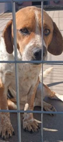 BENNY CAGNOLINO IN ADOZIONE - Foto 2