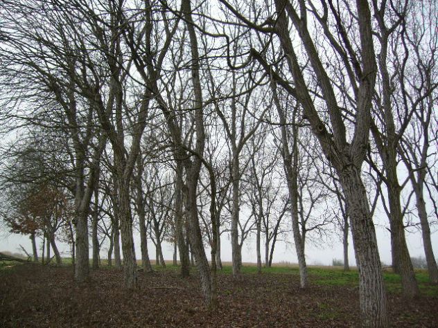 alberi di noce - Foto 3