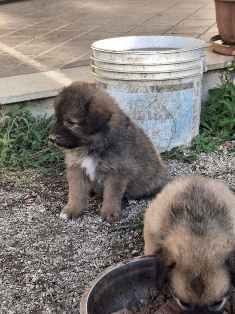 Regalasi cagnolini - Foto 4