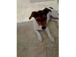Regalo cane