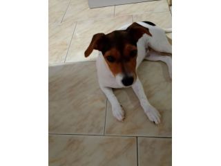Regalo cane