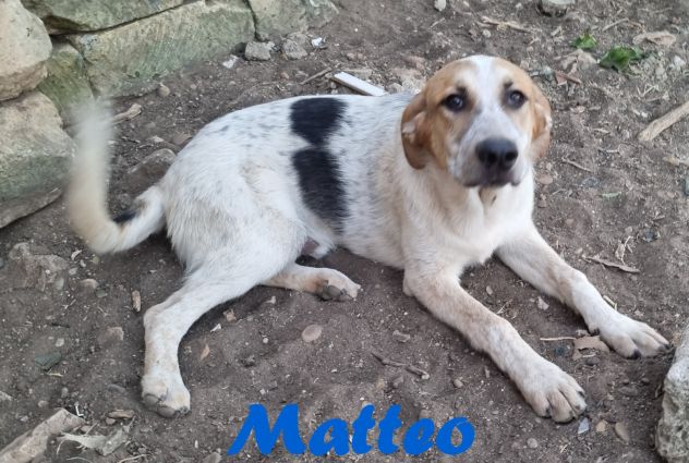 Matteo - Foto 5