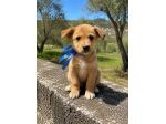 Regalo cuccioli taglia medio piccola