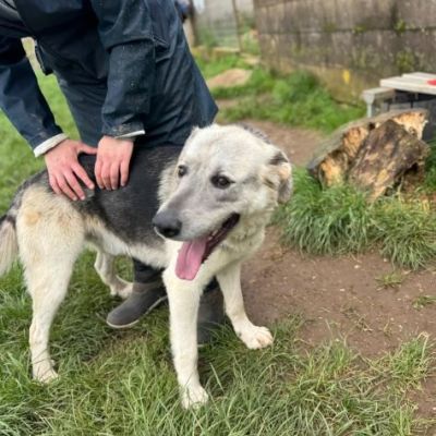 JAZZ AMOREVOLE CANE IN ADOZIONE - Foto 2