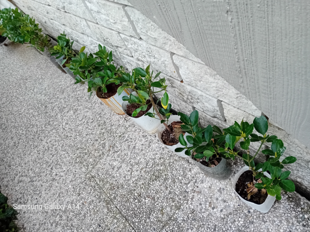 Piante di Evomino non variegato - Foto 2