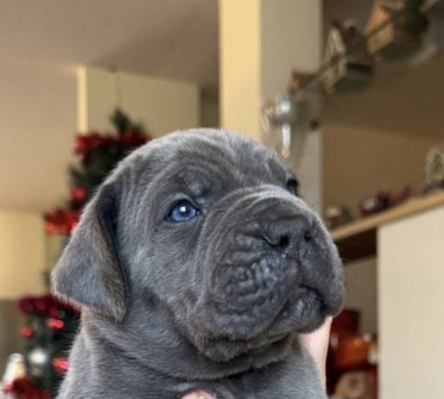 Cuccioli cane corso - Foto 3