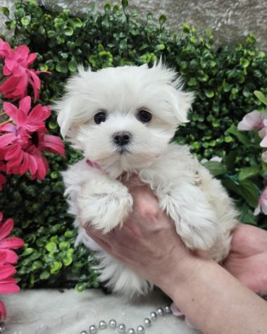 Maltese toy