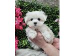 Maltese toy