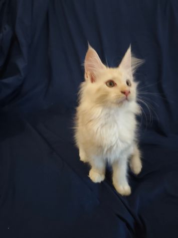 Gatti razza Maine Coon - Foto 6