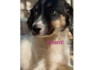 Shanti cucciola da adotrare