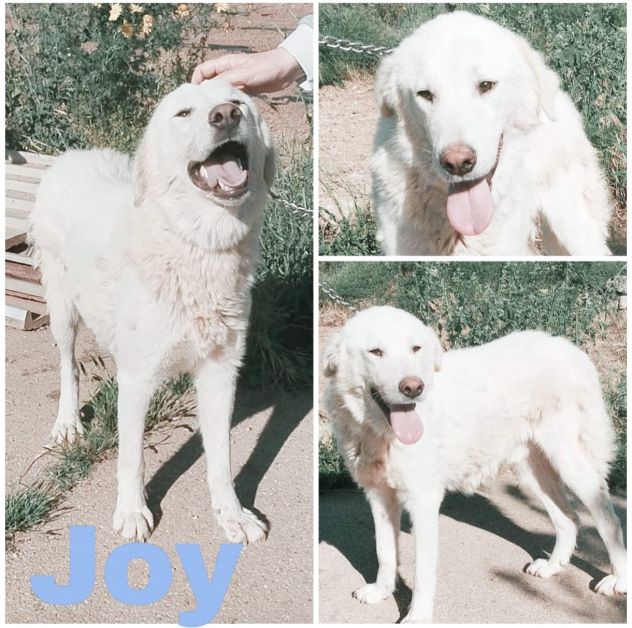 Joy pastore maremmano in adozione cerca da tanto tempo una casa - Foto 10
