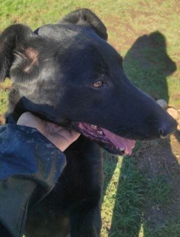CANE IN ADOZIONE: AARON - Foto 6