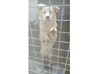 CECCO E DUCCIO colore e calore per le loro vite, giovani cagnolini in adozione