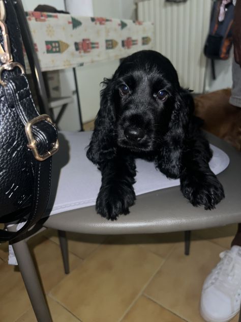 Cuccioli di cocker spaniel