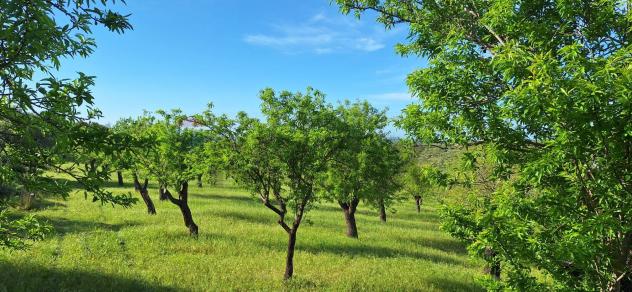Terreno in vendita a Noto - Foto 7