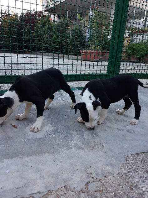 Allevamento Amstaff Black &amp; White Puglia con pedigree - Foto 8