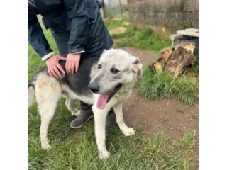 JAZZ AMOREVOLE CANE IN ADOZIONE