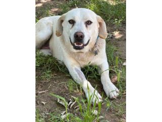 Bella labrador