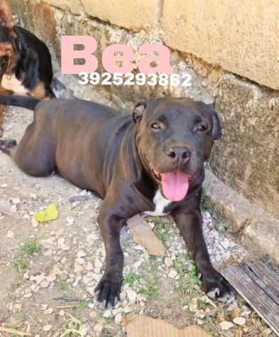 Eros e Bea due amici fedeli in adozione - Foto 5