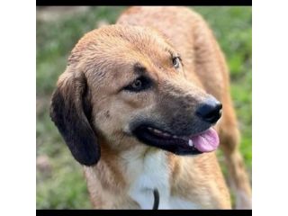 TENERA CAGNOLINA DA ADOTTARE