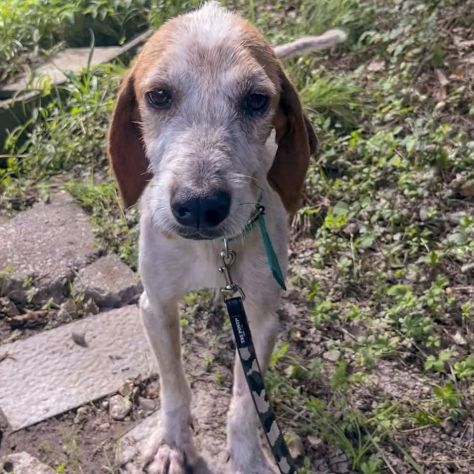 Newton il segugio con le lentiggini, adora le carezze, cane in adozione - Foto 5